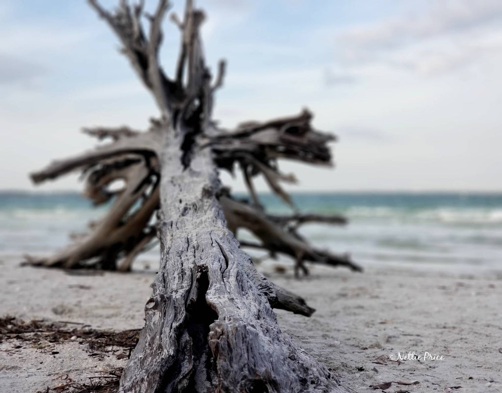 Driftwood in Sanibel 2 Print Mobile Photography