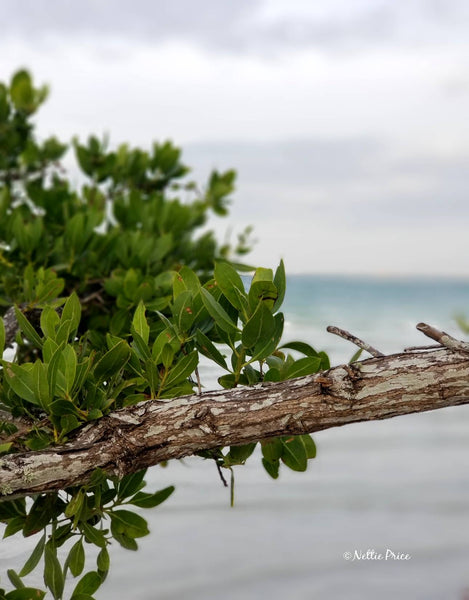 Sanibel Island 1 Print Mobile Photography