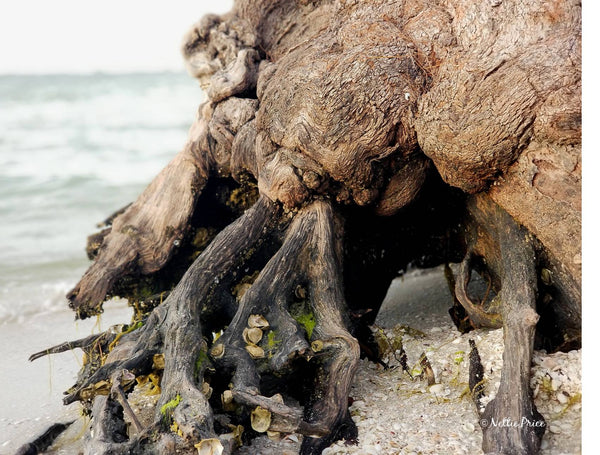 Tree in Sanibel Print Mobile Photography